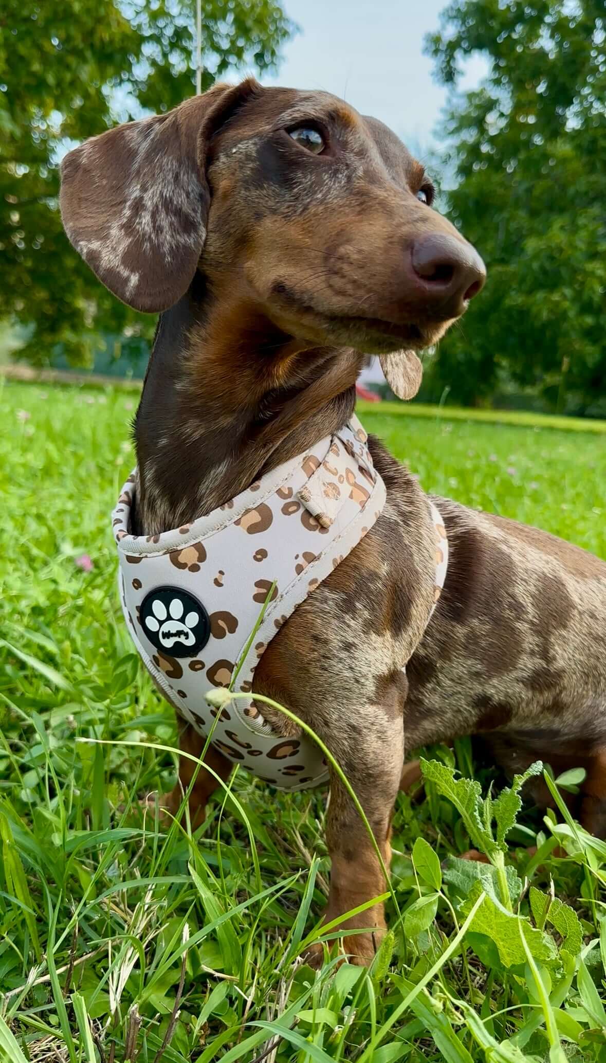 Pettorina Beige Safari