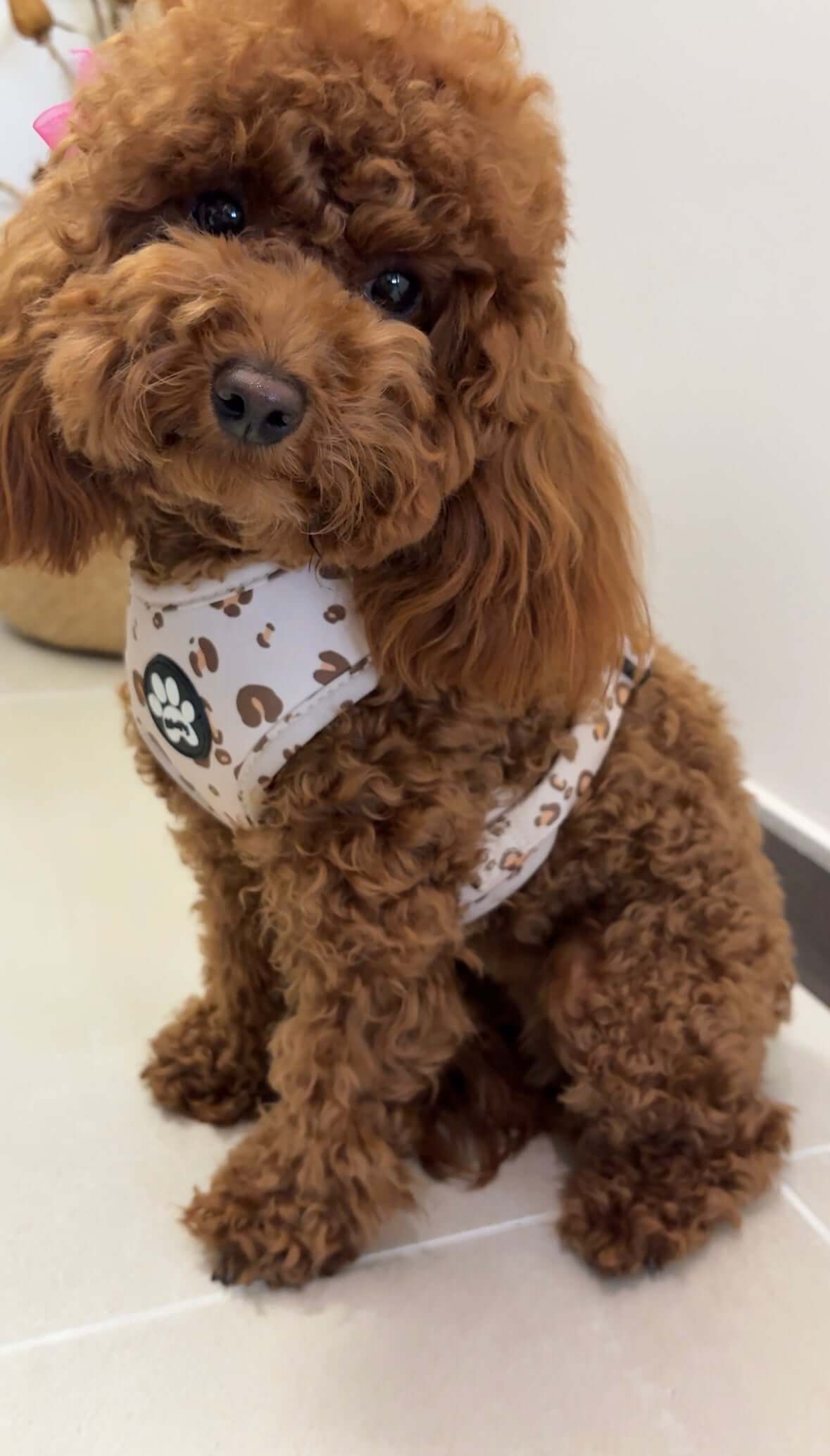 Pettorina Beige Safari