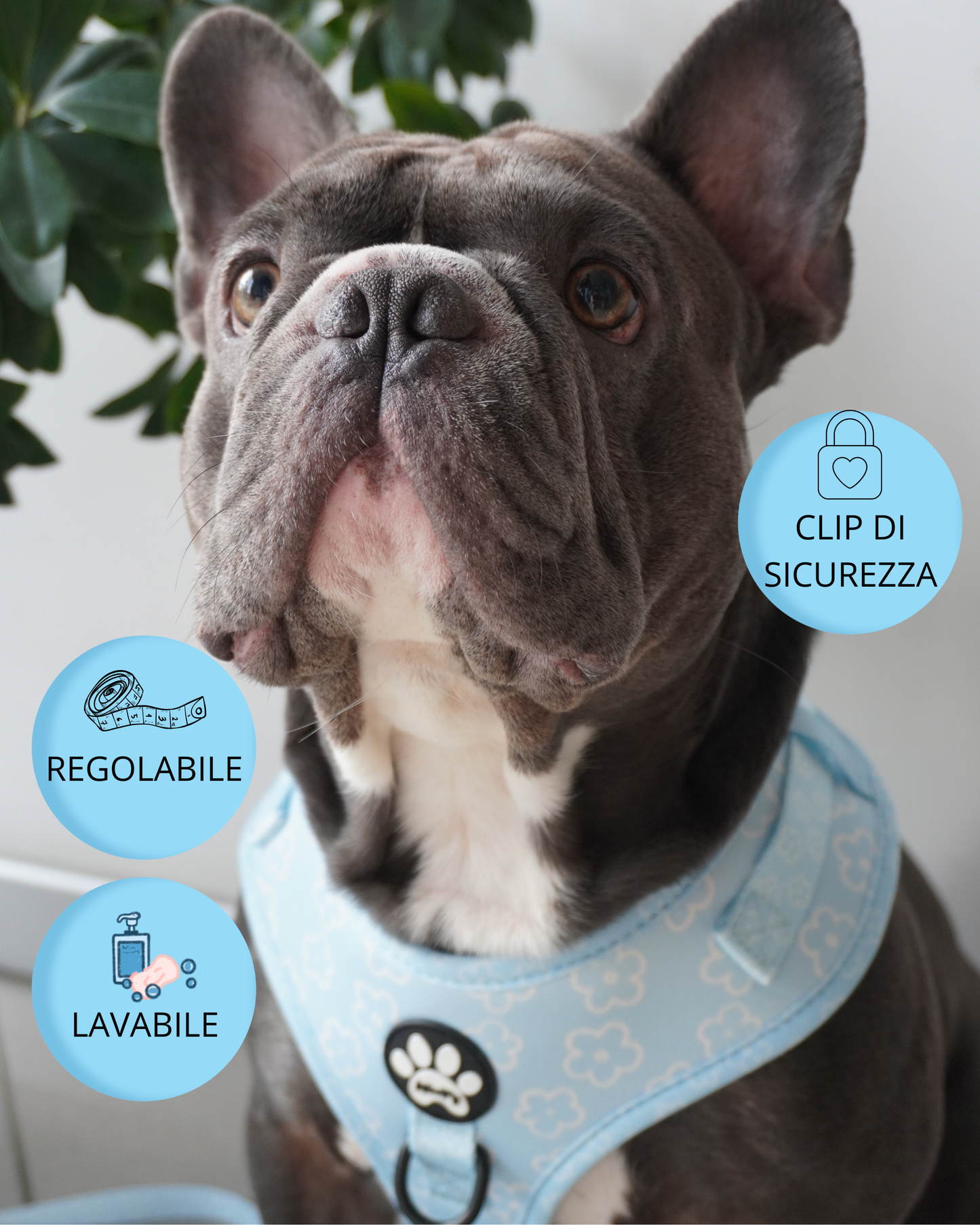 Pettorina Baby Blue